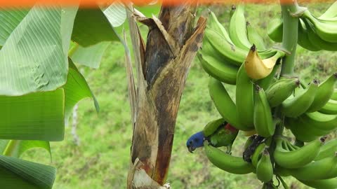 parrot on banana tree.6