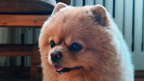 Mi cachorro hermoso