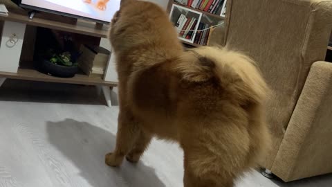 Chow Chow reaction to little cat voice