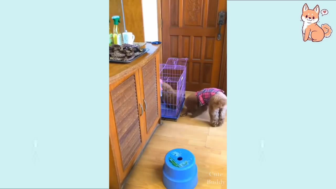 You will laugh at all the DOGS 🤣 Funny DOG Videos 😂🐶