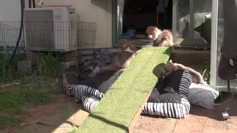 Maple's Litter Exiting House Bloopers