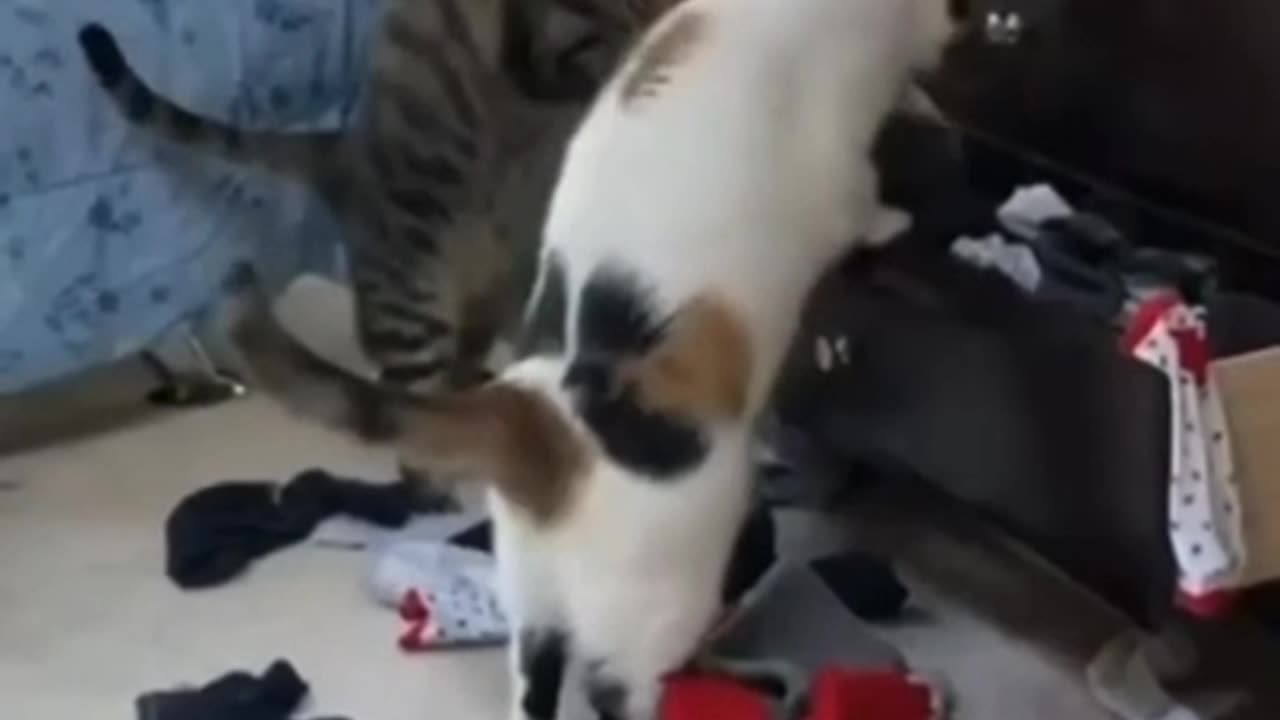 Two Cat Funny videos |Funny Cat😂