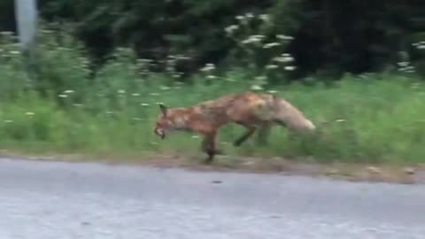 I found a fox