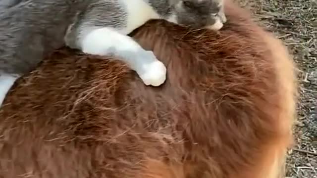 The bestest frens
