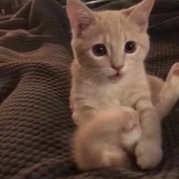 Fun with cat wait for end🔥 #short #viral