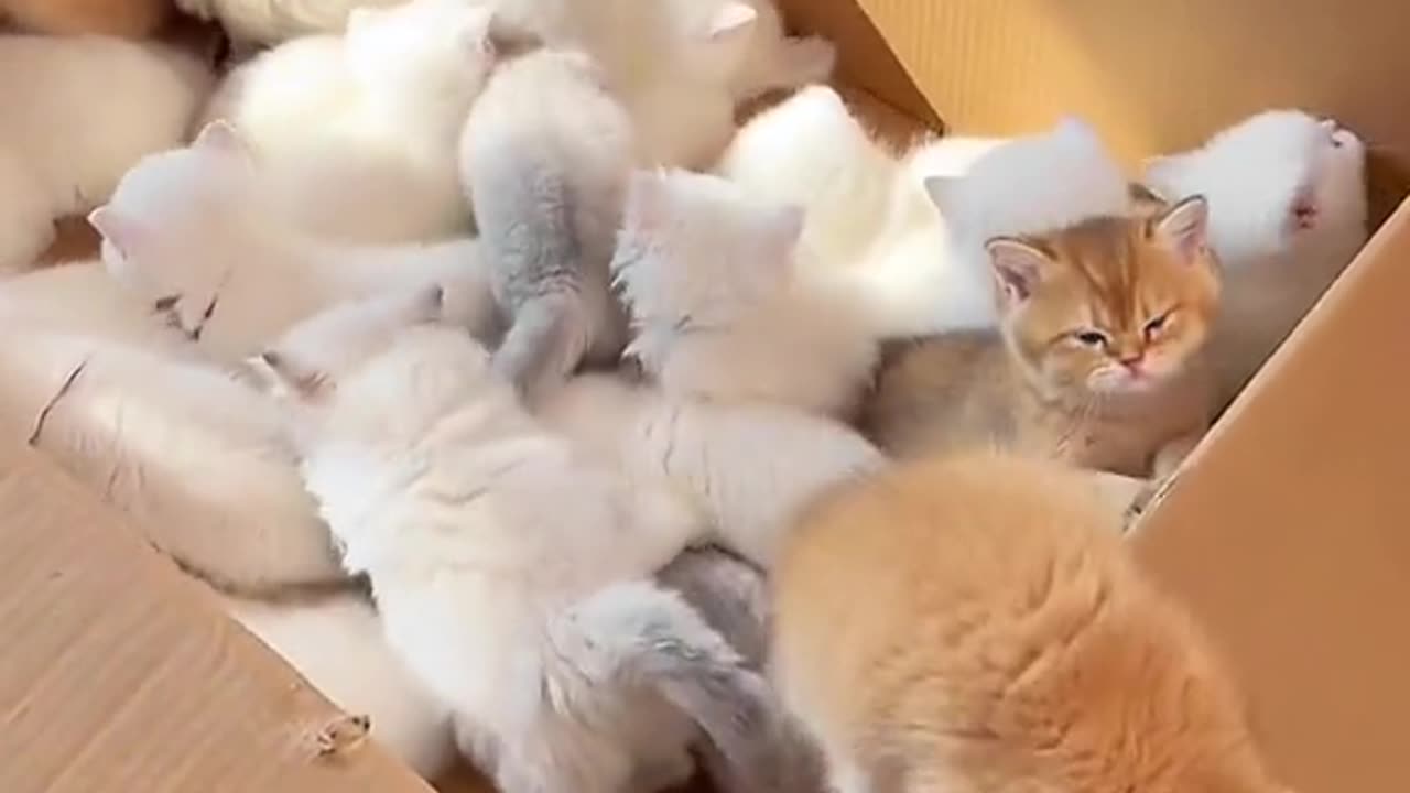 Cat ,Cat Video, Viral Cat, Funny Cat,Rumble Video