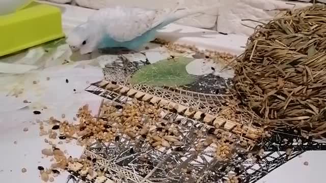 wavy parrot