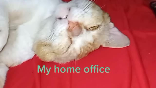My home office