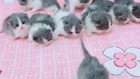 Funny Baby Cats Cute Cute #Animals 3