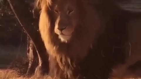 animal most popular video