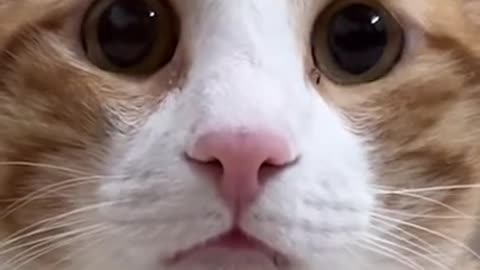 surprised cat