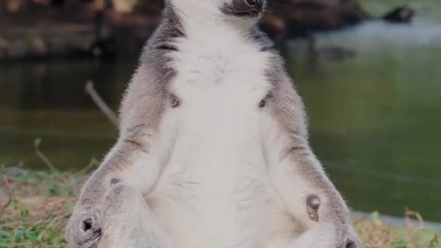 The Great Holy ring-tailed lemur