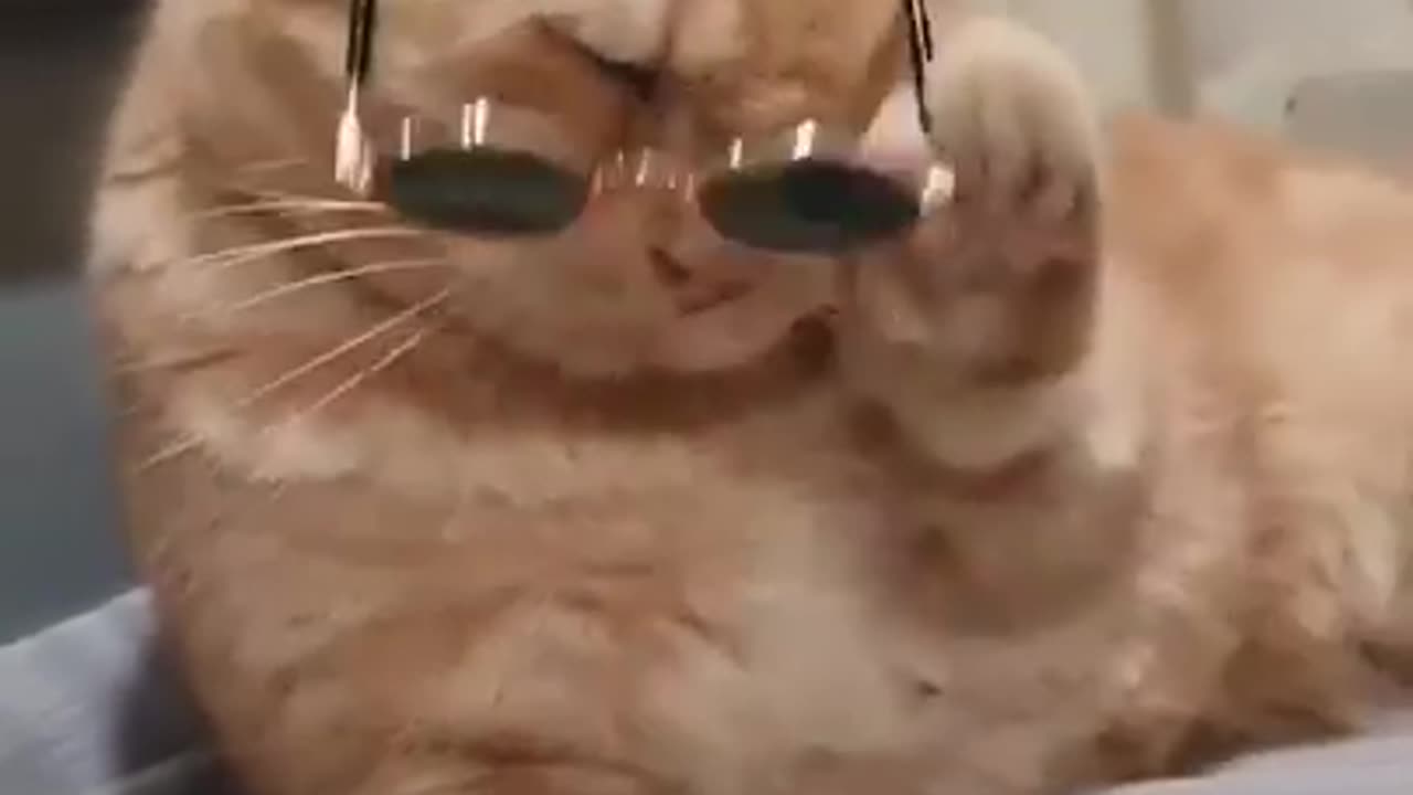 Cat πΊπ| funny π€£π€£
