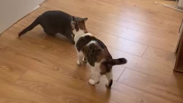 Cat Fight Russian Blue vs Calico