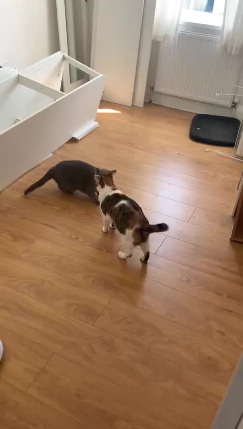 Cat Fight Russian Blue vs Calico