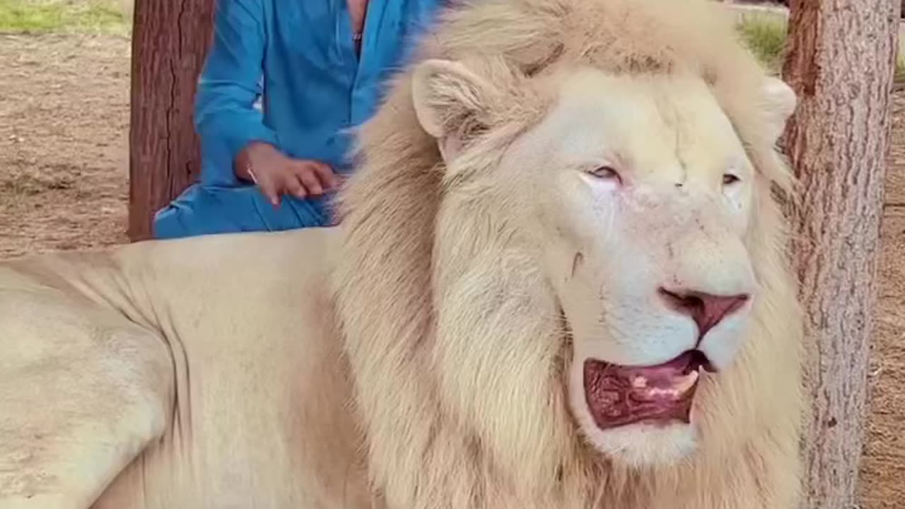 White lion