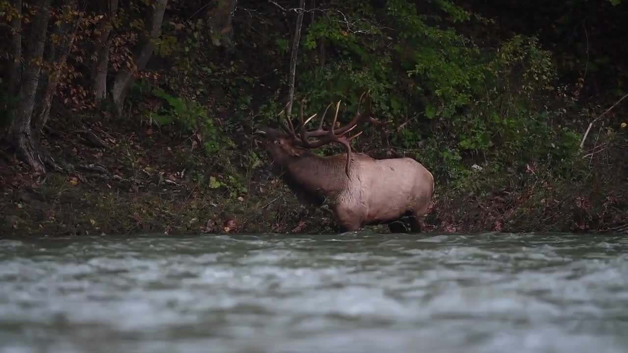 Elk Bugle Sound