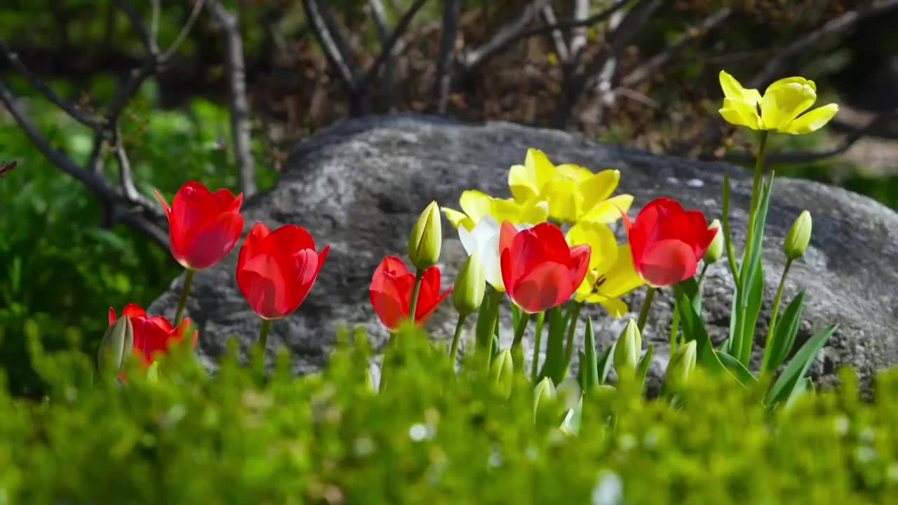Beautiful Relaxing Nature Video||Amazing Nature Scenery||The Best Relaxing & Meditation Yoga Music||