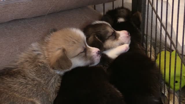 cute puppies sleeping in peace in a warm winter bed