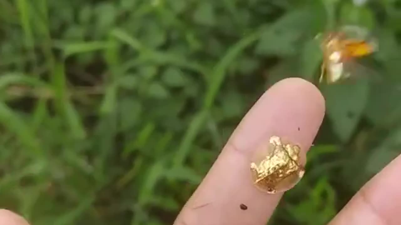 Golden Tortoise Beetle found in India