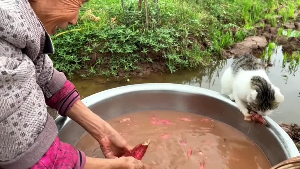 233_Grandma, I want to eat a sweet potato too 🥰 #cat #