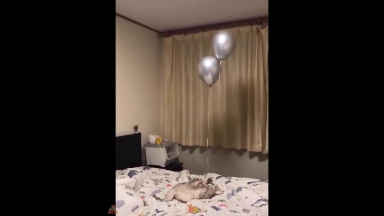 Cat Playing with Baloons