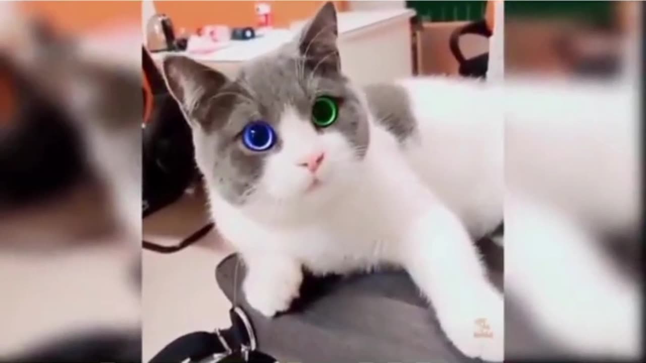 Funny Cat Videos Compilation #funny #funnyvideo
