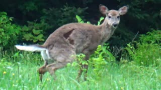 White-tailed deer