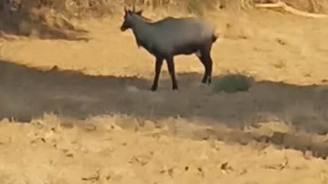 Nilgai