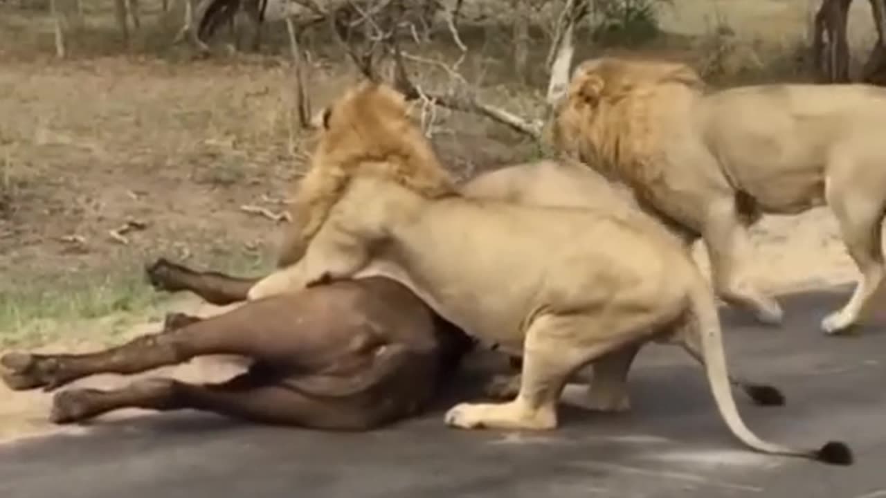 Wildlife struggle Dangerous animals