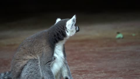 Ring Tailed Lemur Lemur Fluffy Madagascar