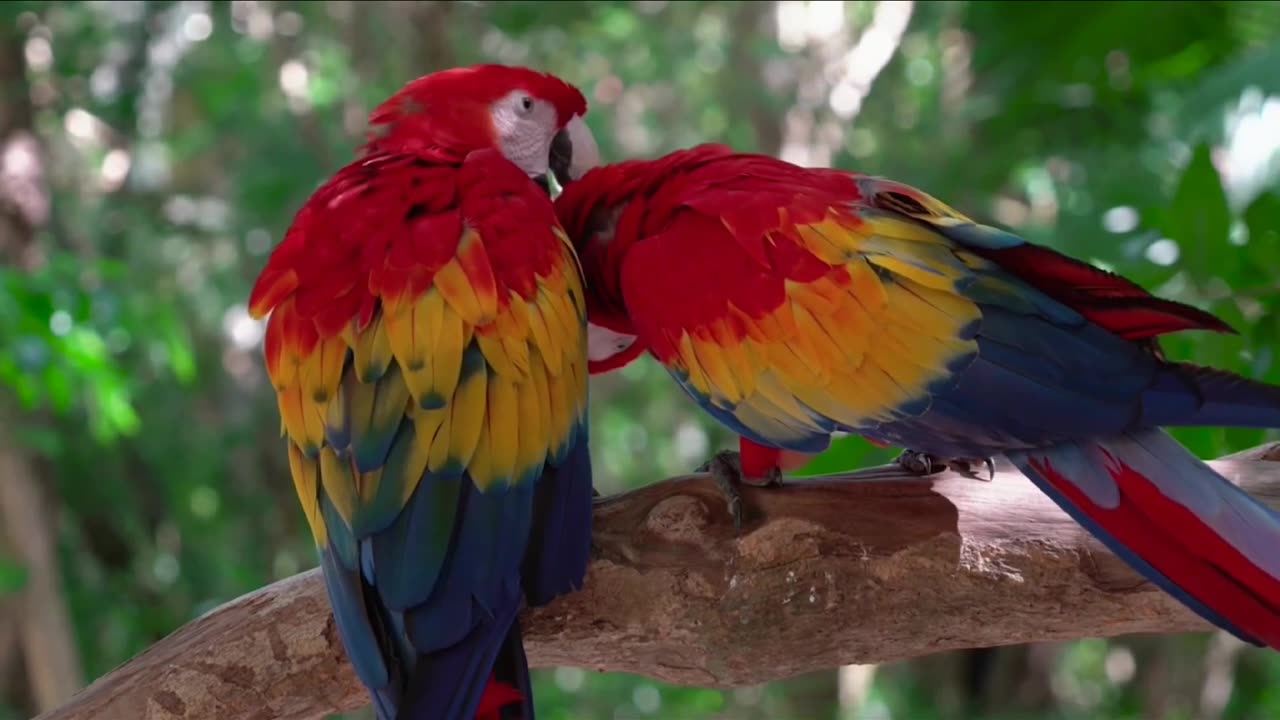 A couple of parrot 🦜 chirping on tree