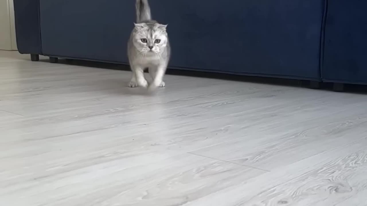 Cat funny moments