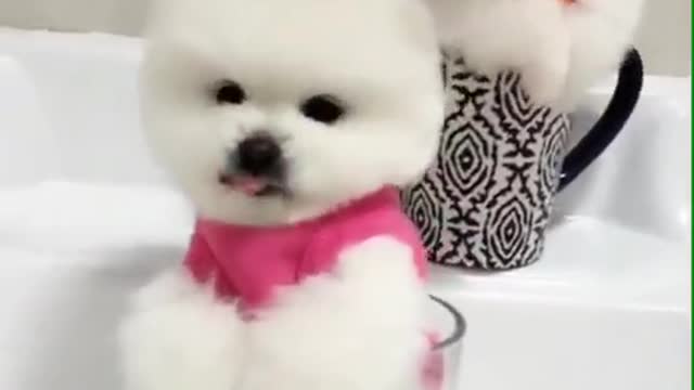 Lovely Baby Dog, Cute dog😹 Funny Animals Compilation