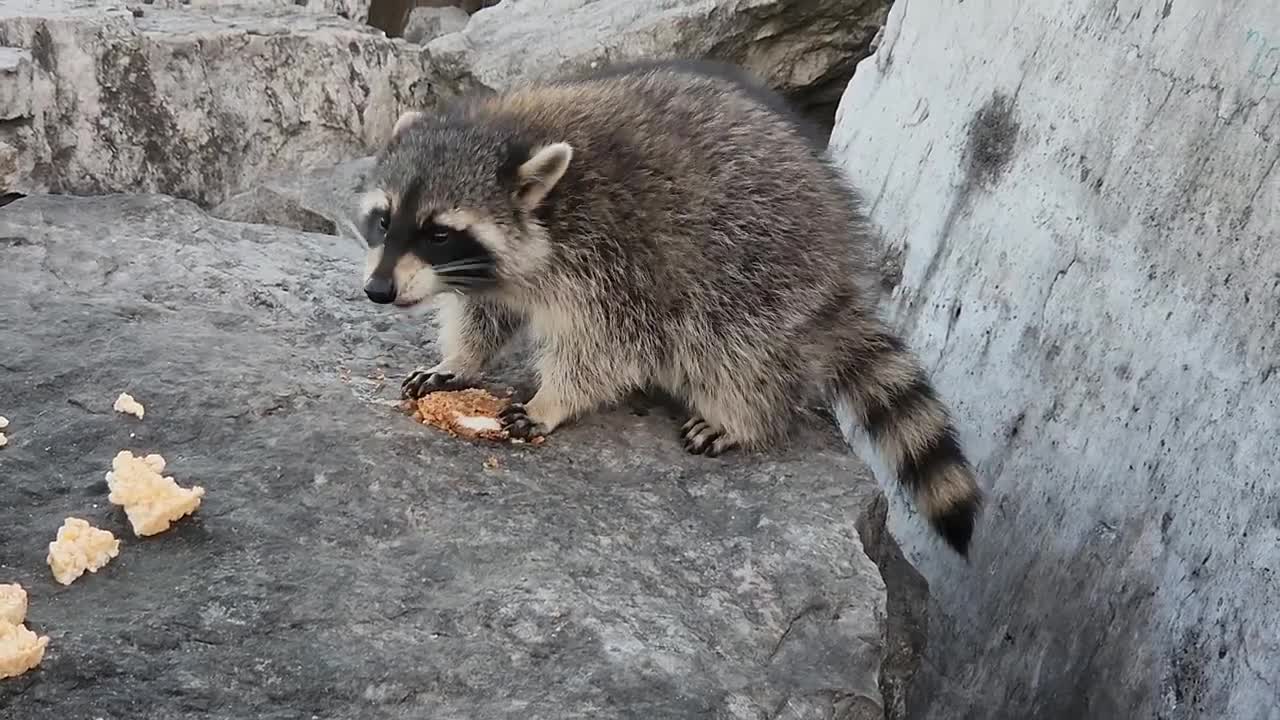 Minimus finds a cookie