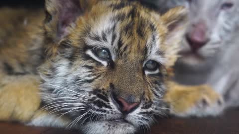 This baby tiger is so cute. I want to have one