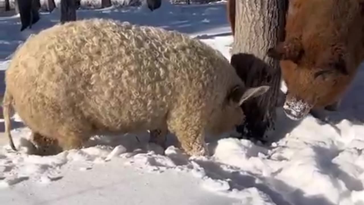 The Mangalitsa is a breed of domestic pig known for its distinctive wool