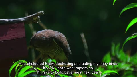 Red-shouldered Hawk Raiding Bird Houses