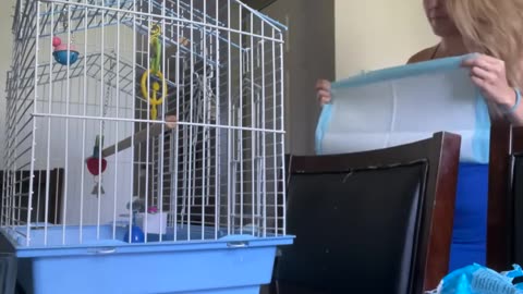 Kiwi The Talking Parrot Loves