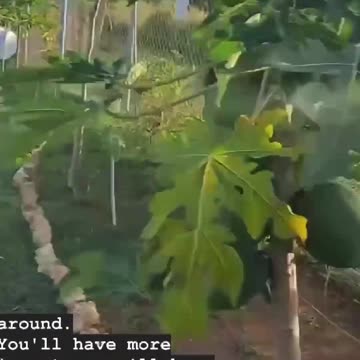 Kupferantennen im Garten aufstellen!