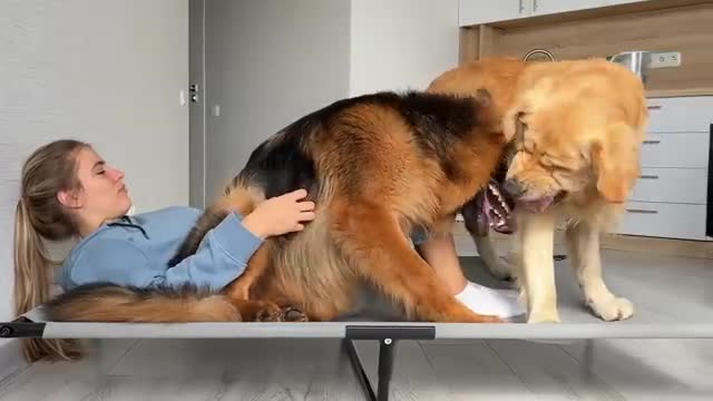 Funny Human Stealing Dogs Bed