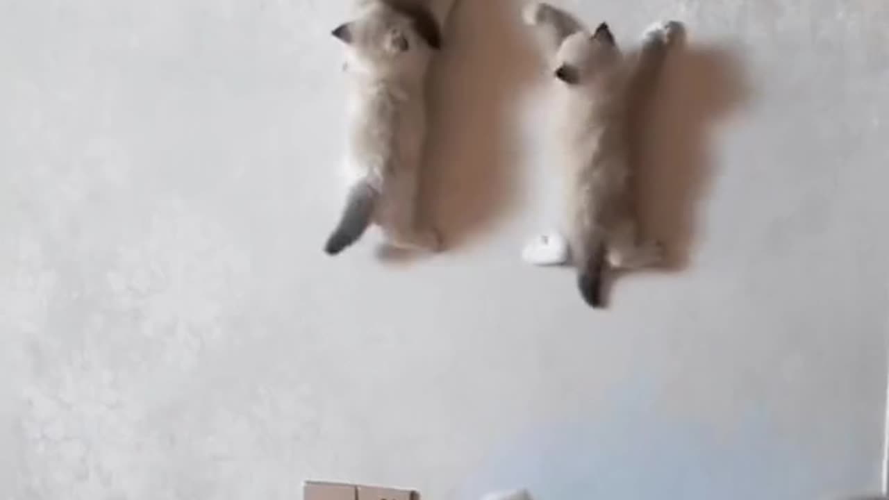 Cat Kitten Crawling on wall