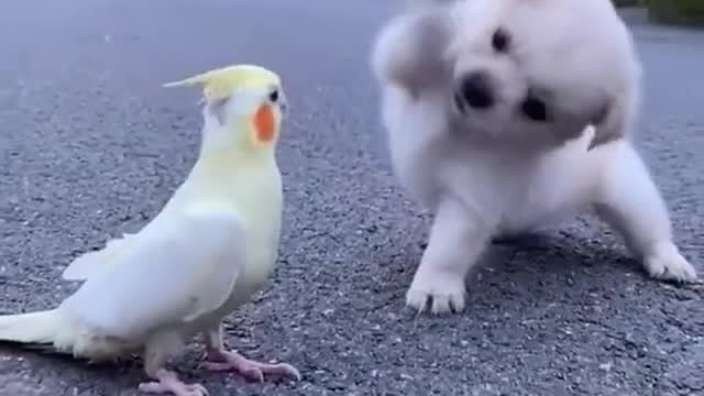 Adorable Cute Dog Playing With Parrot