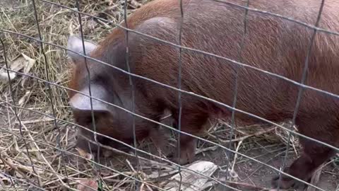 Micro Pig Apple Feast