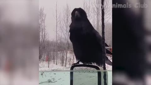 Funny Animals Video - Best Cats😹 and Dogs🐶 Videos of the Month 2022! #3