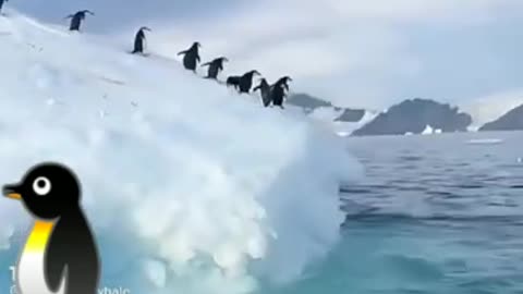 Most Funny Penguin Video #short 🐧🐧🐧