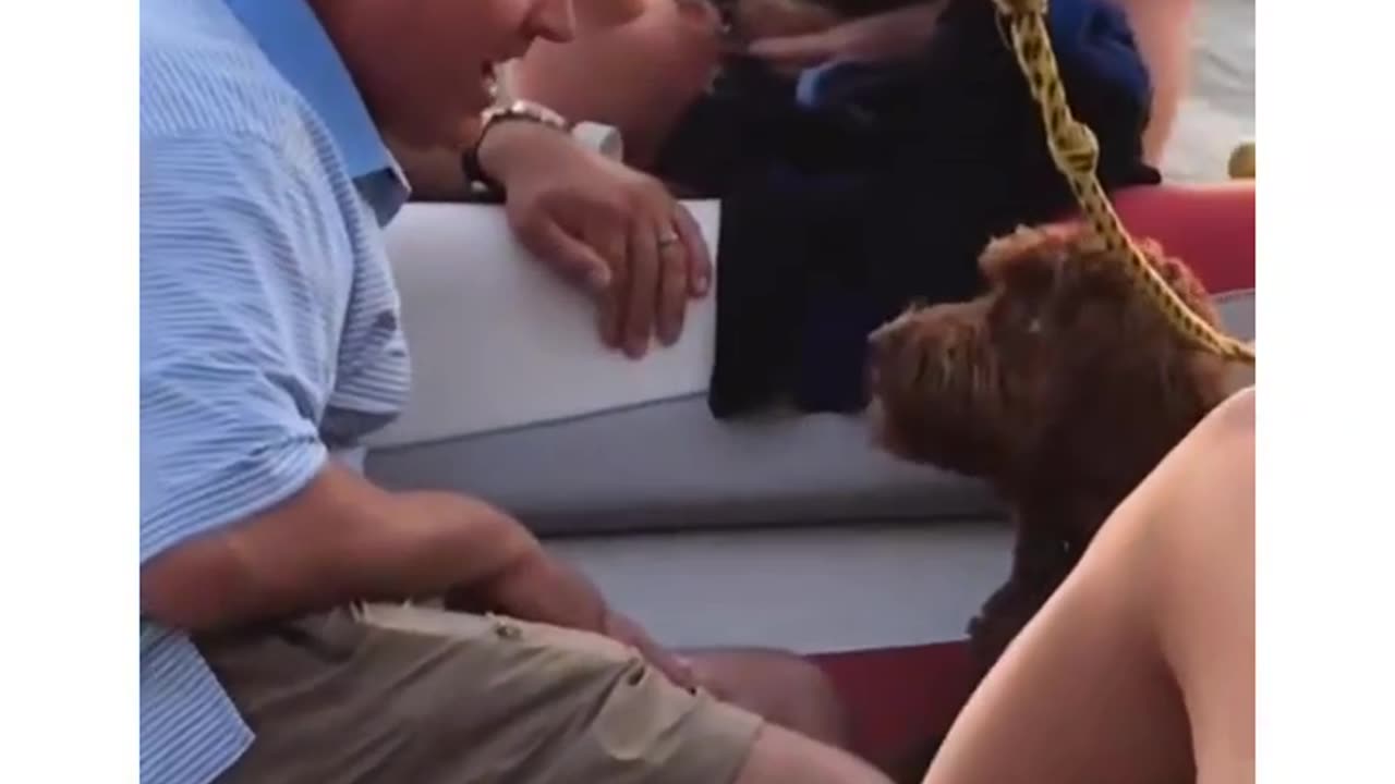 Funny Animal Video