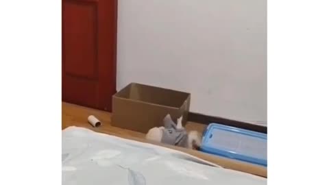 Dog slips off his bed