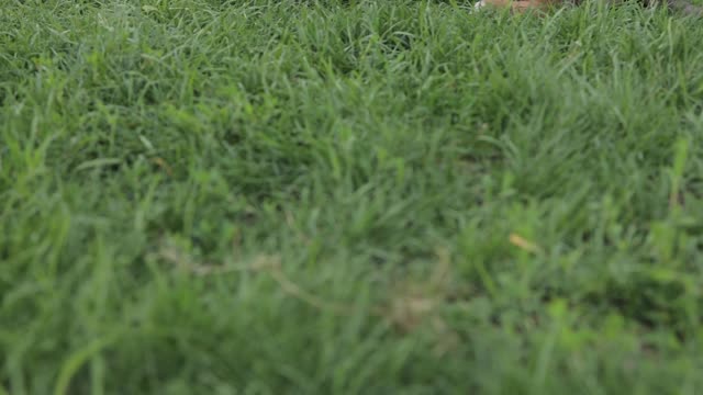 Two puppy playing on grass