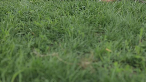 Two puppy playing on grass